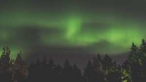 northern lights, aurora, starry sky, trees, sky