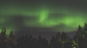 aurora boreal, aurora, cielo estrellado, árboles, cielo