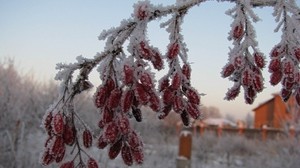 玫瑰果，浆果，树枝，白霜，霜冻，冬天