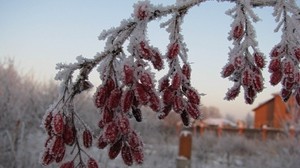 Hagebutte, Beeren, Ast, Raureif, Frost, Winter