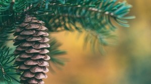 bump, spruce, blur - wallpapers, picture