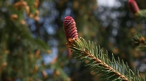 cono, abete rosso, ramo