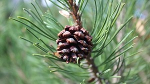 pine cone, branch