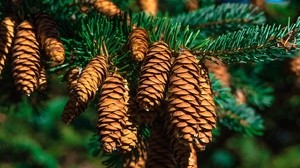cones, spruce, branch - wallpapers, picture