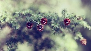 cones, spruce, branch, blur - wallpapers, picture