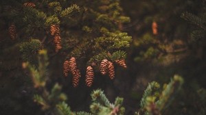 cones, pine, needles