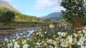 scotland, mountains, river, grass, daisies