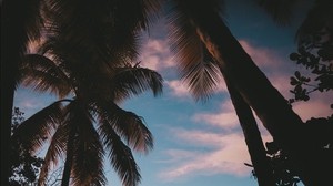 silhouette, palm trees, sunset, twilight, tropics, sea