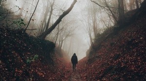 sagoma, nebbia, foresta, solitudine, solitudine, a piedi