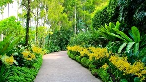 singapore, botanical garden, path, trees