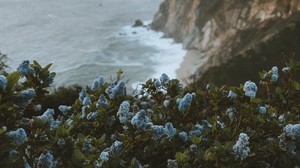 lilac, flowers, sea, rocks, coast