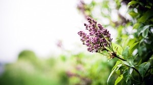 lilac, branch, spring, flowers