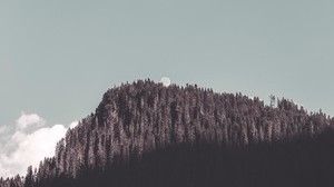 roccia, foresta, alberi, ombra, luna, paesaggio
