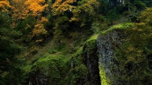 rocks, moss, trees, autumn - wallpapers, picture