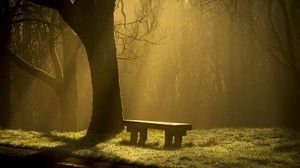 长凳，森林，雾