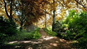 bench, trees, forest, light, shadows, autumn, trail