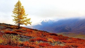 slope, tree, lonely, autumn, paints - wallpapers, picture