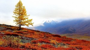 slope, tree, lonely, autumn, paints