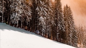 slope, winter, snow, trees, sky, sunlight - wallpapers, picture