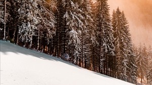 pendiente, invierno, nieve, árboles, cielo, luz solar