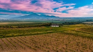 スロバキア、ブドウ畑、フィールド、空