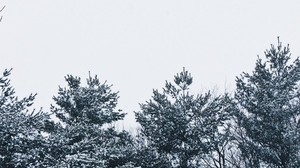 snö, träd, himmel, vit