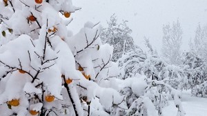 nieve, árboles, anomalía, clima, duraznos, cubierta
