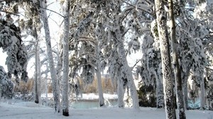 snow, trees, winter
