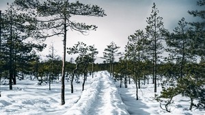 snow, path, trees, forest, sky, winter
