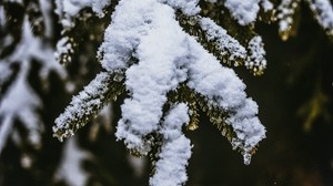 snow, branch, snowy, blur - wallpapers, picture