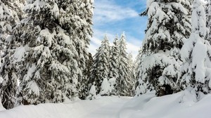 snow, winter, trees, forest, sky