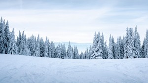 snow, winter, trees, winter landscape, snowy