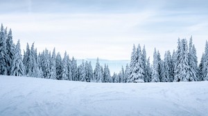 nieve, invierno, árboles, paisaje de invierno, nevado