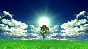 il sole, l’albero, la radura - wallpapers, picture