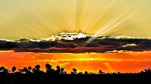 the sun, rays, sky, horizon, outlines, trees, orange, sunset - wallpapers, picture