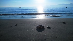 the sun, sea, light, the beach, shore, wet, grains, garbage