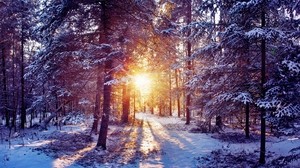 the sun, light, trees, forest, thicket, snow