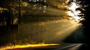 sun, light, trees, forest, road, sign, plate