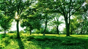 sun, light, trees, branches, shadows, summer, green, grass, alley - wallpapers, picture