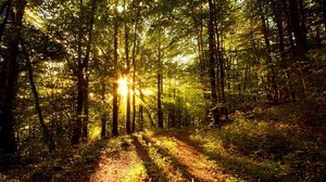 the sun, light, rays, trees, forest, shadows, morning
