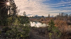 the sun, light, pine, young growth, grass, drought, shrubs, pond