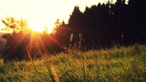 the sun, light, blades of grass, rays, sunset, field, foreground, summer
