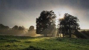 sol, luz, mañana, hierba