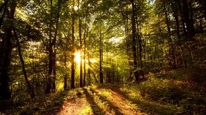 the sun’s rays, forest, trees, road, light, shadows