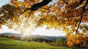 sun rays, branches, tree, leaves, yellow, autumn, light, meadow