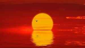 el sol, puesta de sol, silueta, pájaro, rojo