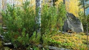 pine, birch, trees, trunks, stone, block