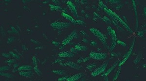 pine, needles, branches, tree, dark - wallpapers, picture