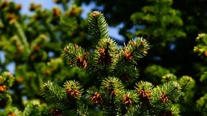 pine, needles, branches, thorns - wallpapers, picture