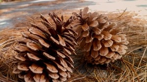 pine, cones, needles